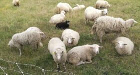 Des chèvres et moutons pour entretenir